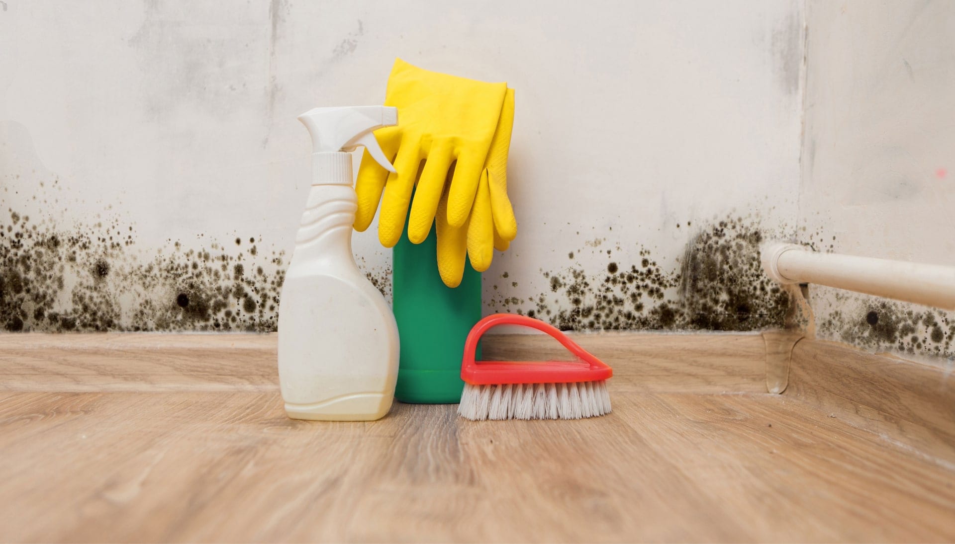 Know About Mold Removal In Eugene