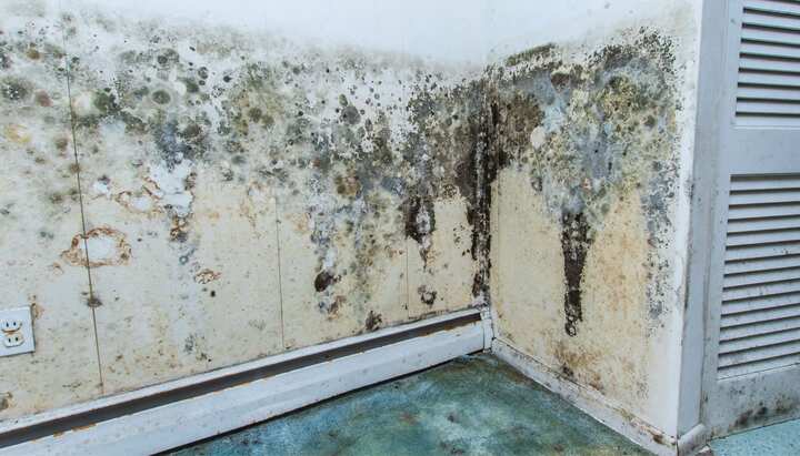 Mold Damage Odor Control Services in Eugene